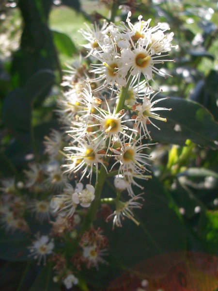 Piccola pianta dal fusto legnoso - Prunus laurocerasus